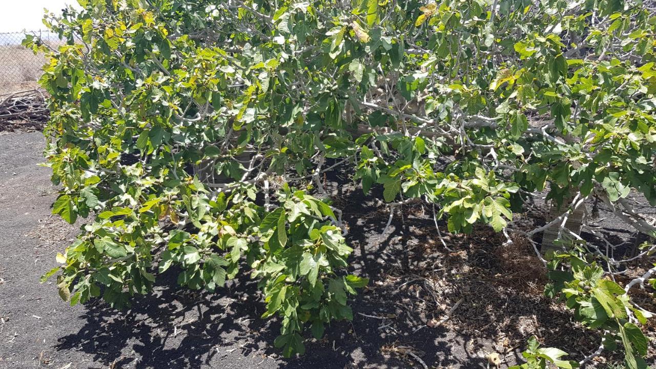 Finca Relax, Sea View, Oasis Vasiliko, La Asomada تياس المظهر الخارجي الصورة